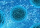 Un'importante novità sulle cellule staminali: la ricerca condotta tra Padova e Belluno